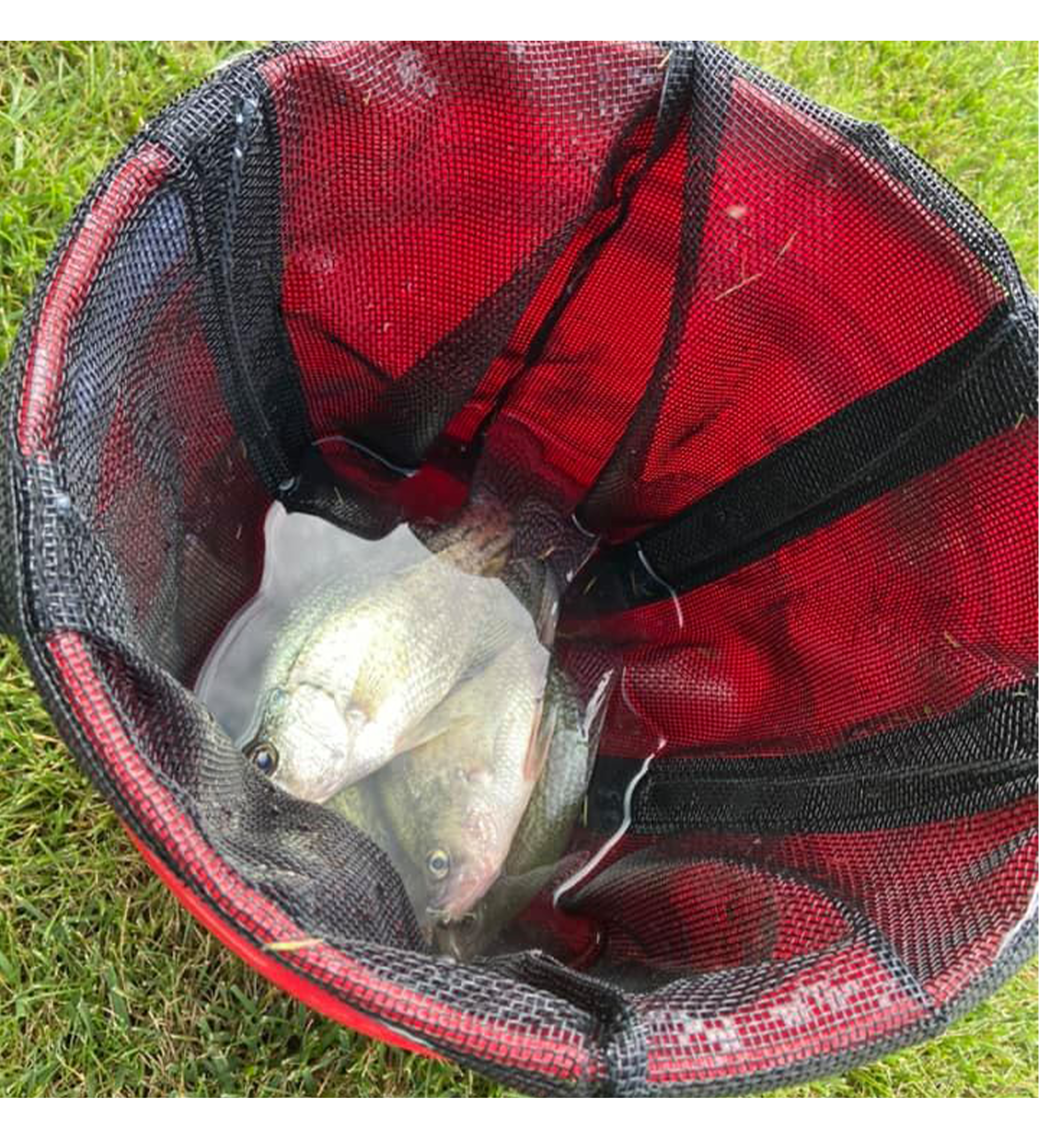 Treasure Chest - Mesh Live Well Bag- 2 Sizes Available!