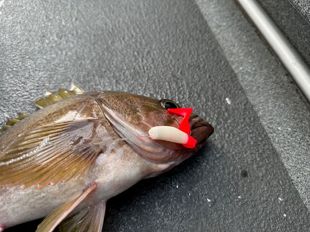 4" "White w/ Flame Red Tail" Curly Tail