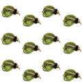 Bead Head LaFontaine Olive Deep Sparkle Caddis Pupa - 1 Dozen Flies Hook Size 16