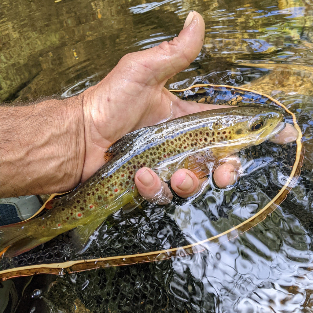 The Brookie - 8x12" Hoop
